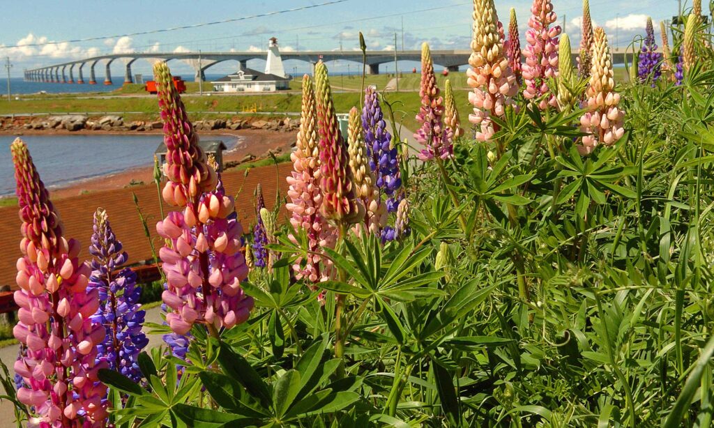 lupins with Confederation Bridge in the distance